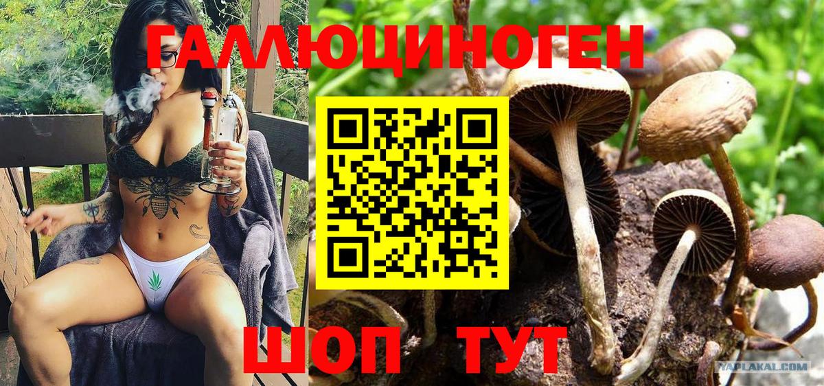 Псилоцибиновые грибы Psilocybine cubensis Элиста